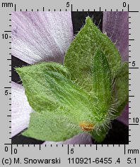 Malva sylvestris (ślaz dziki)