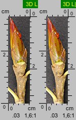 Populus ×canadensis (topola kanadyjska)