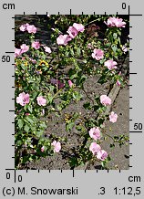 Lavatera trimestris (ślazówka letnia)