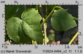 Lavatera trimestris (ślazówka letnia)