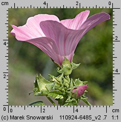 Lavatera trimestris (ślazówka letnia)