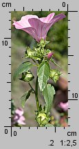 Lavatera trimestris (ślazówka letnia)