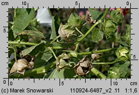 Lavatera trimestris (ślazówka letnia)