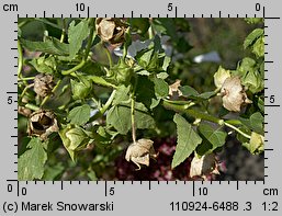 Lavatera trimestris (ślazówka letnia)