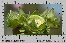 Lavatera trimestris (ślazówka letnia)