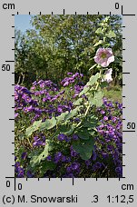 Alcea rosea (malwa różowa)