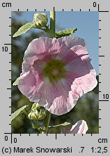 Alcea rosea (malwa różowa)