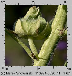 Alcea rosea (malwa różowa)