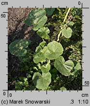 Alcea rosea (malwa różowa)