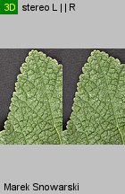 Alcea rosea (malwa różowa)