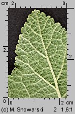 Alcea rosea (malwa różowa)