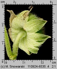 Alcea rosea (malwa różowa)