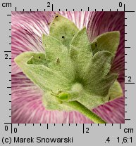 Alcea rosea (malwa różowa)