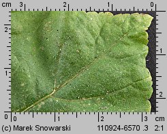 Lavatera trimestris (ślazówka letnia)