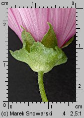 Lavatera trimestris (ślazówka letnia)