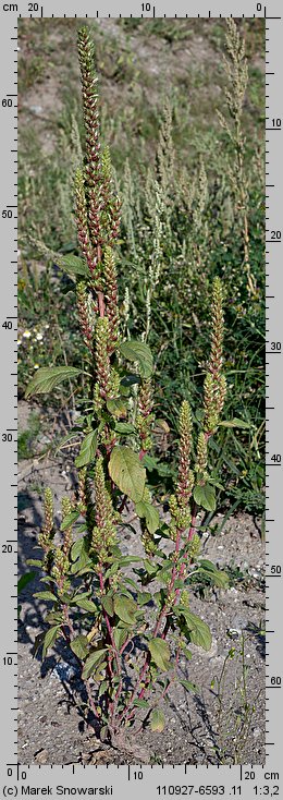 Amaranthus powellii (szarłat prosty)