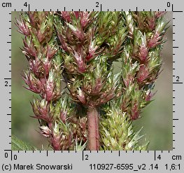 Amaranthus powellii (szarłat prosty)