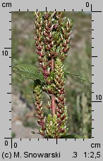 Amaranthus powellii (szarłat prosty)