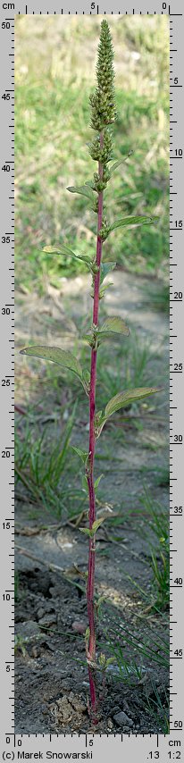 Amaranthus powellii (szarłat prosty)