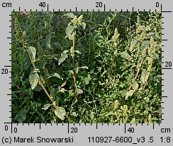 Amaranthus retroflexus (szarłat szorstki)