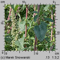 Amaranthus powellii (szarłat prosty)