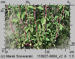 Amaranthus powellii (szarłat prosty)