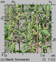 Amaranthus powellii (szarłat prosty)