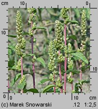 Amaranthus powellii (szarłat prosty)