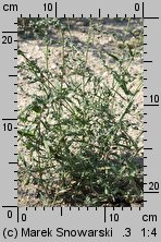 Atriplex patula (łoboda rozłożysta)