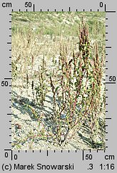 Amaranthus powellii (szarłat prosty)