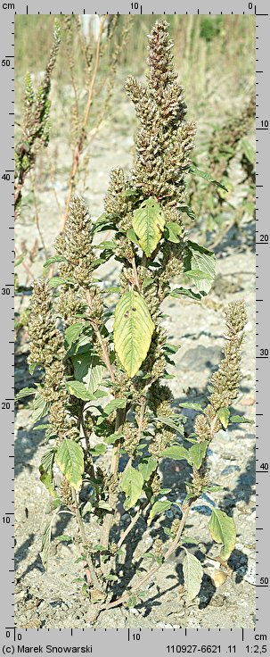 Amaranthus retroflexus (szarłat szorstki)