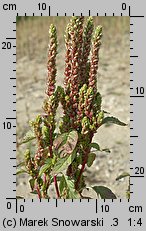 Amaranthus powellii (szarłat prosty)