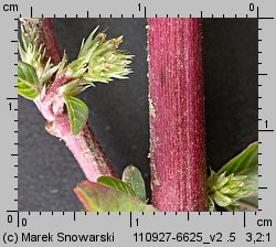 Amaranthus powellii (szarłat prosty)