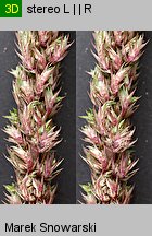 Amaranthus powellii (szarłat prosty)