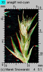 Amaranthus retroflexus (szarłat szorstki)