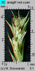 Amaranthus retroflexus (szarłat szorstki)