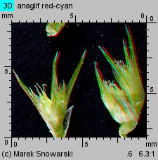 Amaranthus powellii (szarłat prosty)