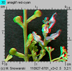 Fumaria officinalis ssp. officinalis (dymnica pospolita typowa)