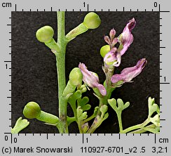 Fumaria officinalis ssp. officinalis (dymnica pospolita typowa)