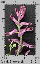 Fumaria officinalis ssp. officinalis (dymnica pospolita typowa)