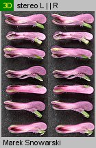 Fumaria officinalis ssp. officinalis (dymnica pospolita typowa)