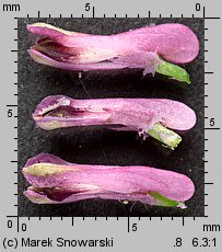 Fumaria officinalis ssp. officinalis (dymnica pospolita typowa)