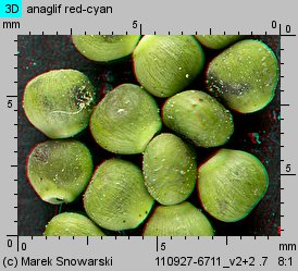 Fumaria officinalis ssp. officinalis (dymnica pospolita typowa)