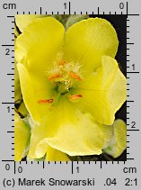 Verbascum densiflorum (dziewanna wielkokwiatowa)