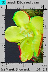 Verbascum densiflorum (dziewanna wielkokwiatowa)