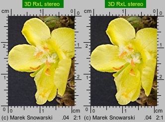 Verbascum densiflorum (dziewanna wielkokwiatowa)
