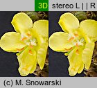 Verbascum densiflorum (dziewanna wielkokwiatowa)