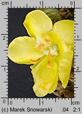 Verbascum densiflorum (dziewanna wielkokwiatowa)