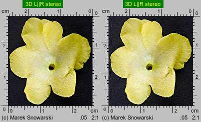 Verbascum densiflorum (dziewanna wielkokwiatowa)