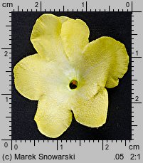 Verbascum densiflorum (dziewanna wielkokwiatowa)